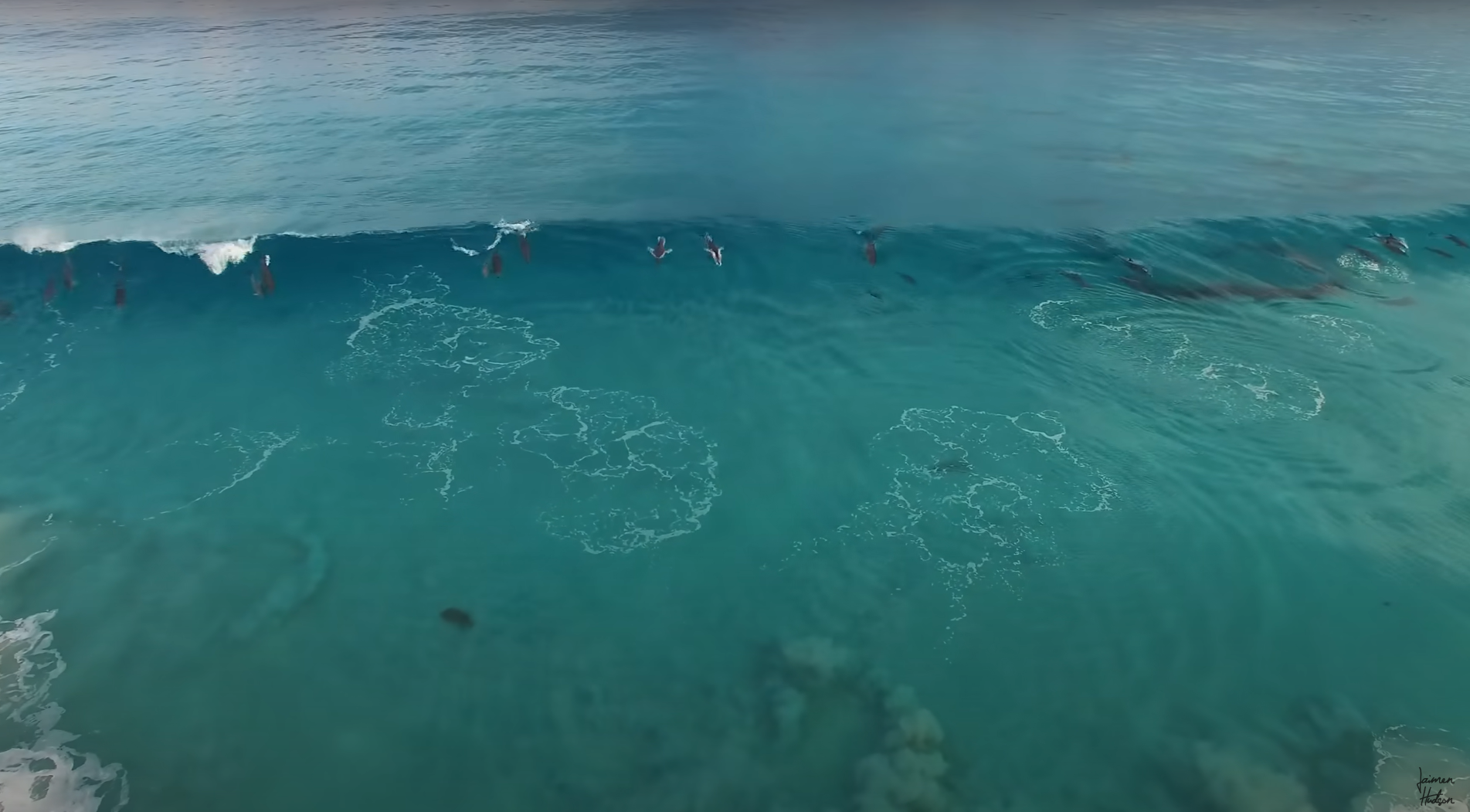 Drone Vid: Dolphins in the Surf