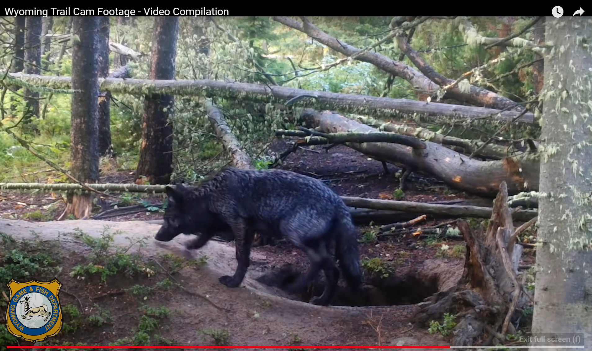 Trail Cams: Wyoming